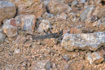 Black grasshopper on a dirt ground at Tucson, Arizona