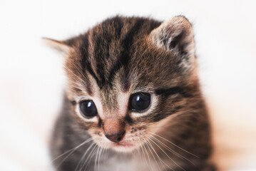 Portait chatton