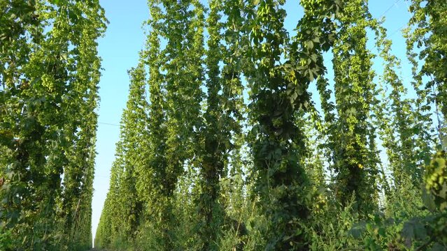 Green hops field in beautiful sunny day