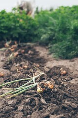 Old woman harvests onions in garden