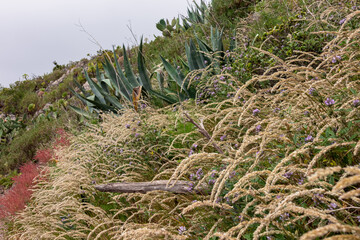 Blooming plants along coastal hiking trail in spring near Masca, Teno mountain massif, Tenerife, Canary Islands, Spain, Europe. Wild agave cactus plants surrounded by golden oat grass and flowers
