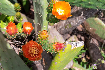 Close up view on prickly pear cactus plant with blossoming orange flowers. Blurred view on Roque de la Fortaleza in Teno mountain range, Tenerife, Canary Islands, Spain, Europe. Hiking trail to Masca