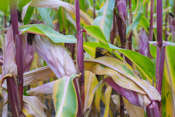 kolby kukurydzy na polu,  kukurydza - obrazy, fototapety, plakaty