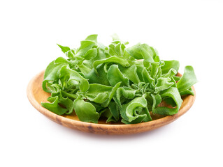 crystalline ice plant or crystal ice plant isolated in wood plate on white background. green leaves Crystalline ice plant vegetable food in wood plate isolated on white background