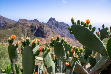 Scenic view on steep cliffs and rocks near Masca in Teno mountain massif, Tenerife, Canary Islands,...