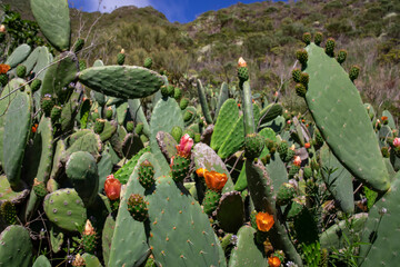 Scenic view on steep cliffs and rocks near Masca in Teno mountain massif, Tenerife, Canary Islands, Spain, Europe. Selective focus on blossoming prickly pear cactus plants along coastal hiking trail