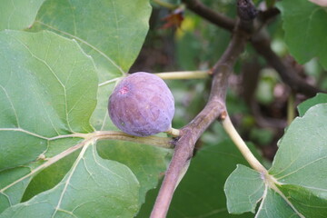 Ripe Purple Fig on Branch with Green Fig Leaves in Summer