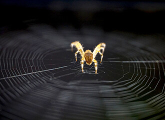 Close up macro shot of a European garden spider ,cross spider, Araneus diadematus, hanging in a...