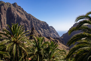 Fototapeta na wymiar Palm trees with view on pinnacle of remote tourist village Masca, Teno mountain range, Tenerife, Canary islands, Spain, Europe. Rock formation is surrounded by steep cliffs. Gulch connceted to the sea