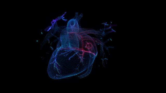 Human circulatory system. Heart beat anatomy animation. Motion animation of human heart. Particle mesh 3d Model.