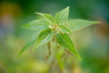 nettle, blurred background