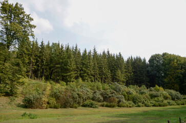 Summer landscape with trees and sky