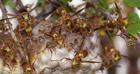 a swam of adult wasps showing a threat display defending their nest from intruders; wasp nest attached to a branch of a tree; wasps from Sri Lanka