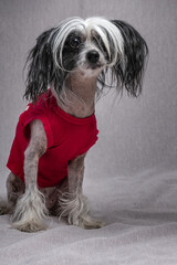 Portrait of a beautiful purebred Chinese Crested dog in the studio.