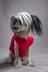 Portrait of a beautiful purebred Chinese Crested dog in the studio.