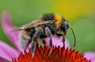 bee on a flower