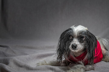 Portrait of a beautiful purebred Chinese Crested dog in the studio.