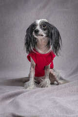Portrait of a beautiful purebred Chinese Crested dog in the studio.