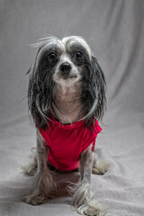 Portrait of a beautiful purebred Chinese Crested dog in the studio.