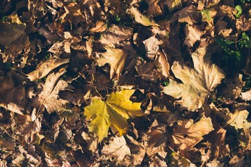 Autumn texture of dry leaves, yellow maple leaf