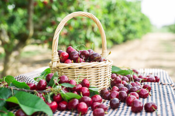 ripe juicy cherries in wicker basket in cherry garden