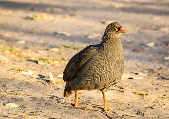 Red-billed Superfowl, also called Red-billed Francolin, Botswana