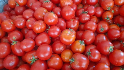 Bunch of Red and Fresh Tomatoes