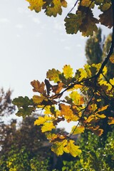 Autumn yellow-green oak leaves on sky blue