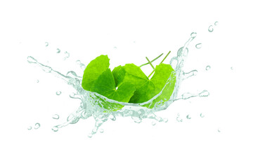 Gotu kola essential oil splash with centella asiatica leaf isolated on white background. - obrazy, fototapety, plakaty