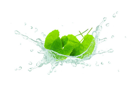 Gotu kola essential oil splash with centella asiatica leaf isolated on white background.
