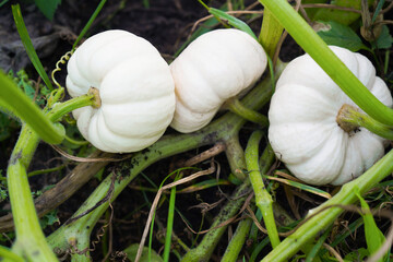 The concept of agriculture. Two white baby boo pumpkins grow in the garden.