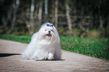 White maltese posing in green natural background.	
