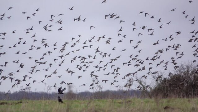 a large flock, hundreds of starlings (Sturnus vulgaris) flying low over grassland 