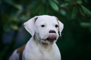 Obraz premium American bulldog purebred dog puppy outside. Green background and bull type dog.