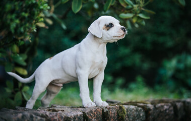 American bulldog purebred dog puppy outside. Green background and bull type dog.	
