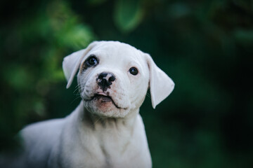 American bulldog purebred dog puppy outside. Green background and bull type dog.	
