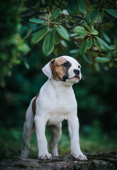 American bulldog purebred dog puppy outside. Green background and bull type dog.	
