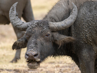 buffalo in the wild; close up of a buffalo; buffalo close up; buffalo walking; cattle on grass; Wild water buffalo from Sri Lanka