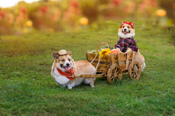 two funny corgi dogs are driving a cart with vegetables collected in the garden on the farm