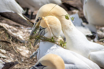 Northern Gannets (Morus bassanus) bringing some herbs for the nest.