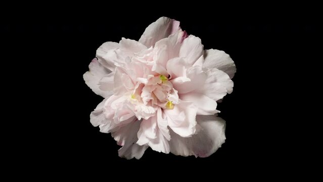 Time-lapse opening pink flower on black background. Reverse time lapse withering and blooming flower texture. Soft color flower from full blossom to withered. Life and death, youth and aging concept