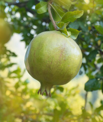Pomegranates grow on a tree close-up. Green pomegranates ripen