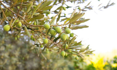 green olives grow on a olive tree branch in the garden. selective focus.