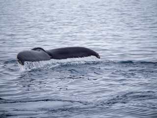 Obraz premium Dramatic encounter with a Humpback whale and its calf among enormous icebergs, disko Bay, Ilulissat, Western Greenland 