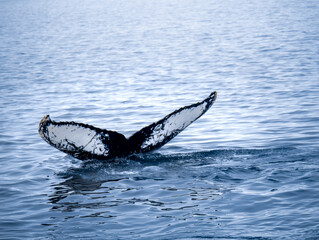 Dramatic encounter with a Humpback whale and its calf among enormous icebergs, disko Bay,...