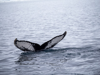 Obraz premium Dramatic encounter with a Humpback whale and its calf among enormous icebergs, disko Bay, Ilulissat, Western Greenland 