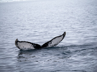 Dramatic encounter with a Humpback whale and its calf among enormous icebergs, disko Bay,...