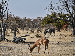 Black-Faced Impala and Zebra Grazing in a Grassy Field and Thorn Veldt Forest