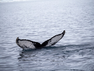 Dramatic encounter with a Humpback whale and its calf among enormous icebergs, disko Bay,...