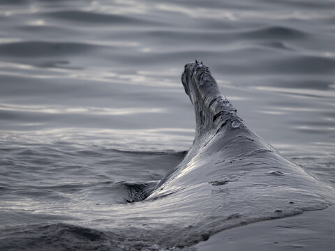 Dramatic encounter with a Humpback whale and its calf among enormous icebergs, disko Bay, Ilulissat, Western Greenland
